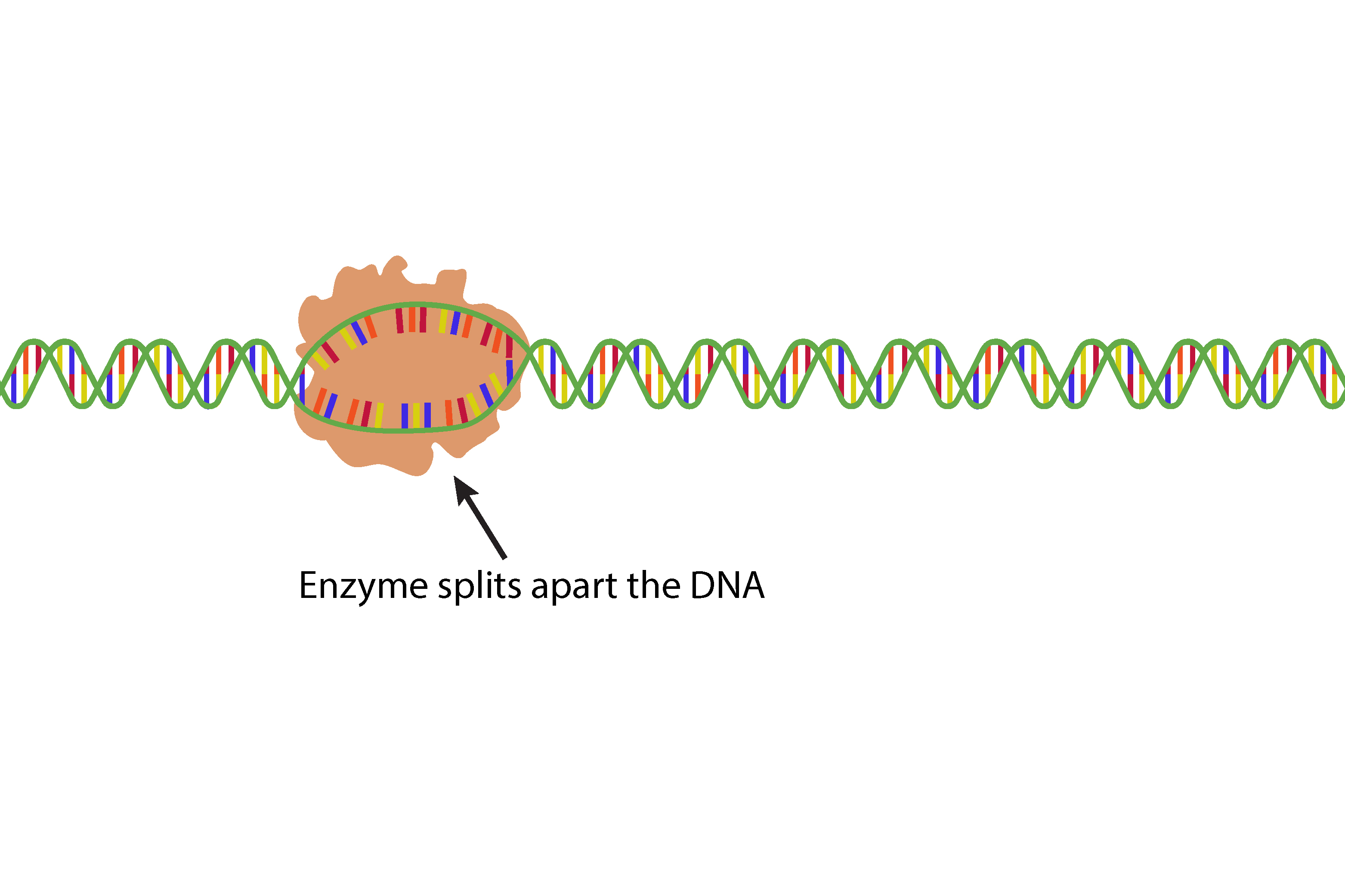 Before the Enzyme reads the gene segment it splits open the DNA so it can begin